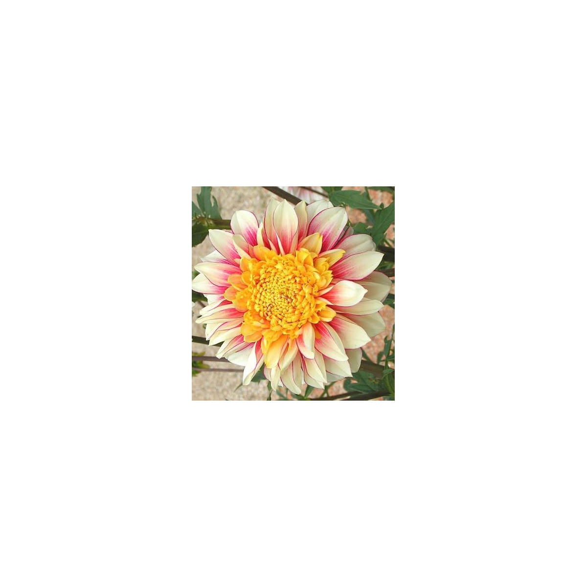 Georgína Polka - Dahlia - predaj cibuľovín - 1 ks