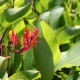 Kana indická - Canna indica -semiačka - 6 ks
