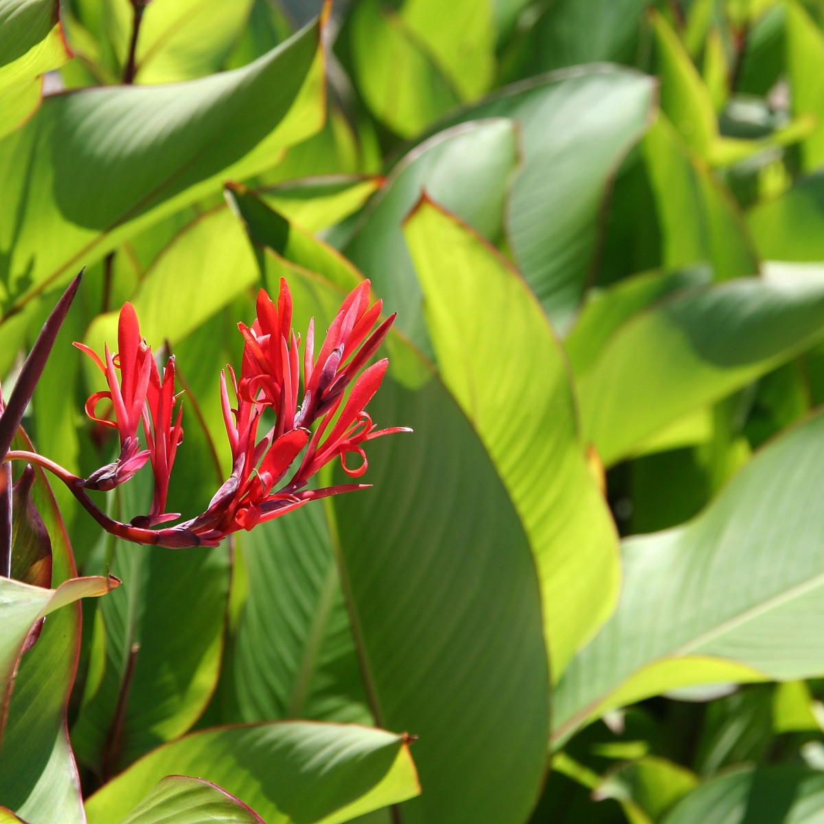 Kana indická - Canna indica -semiačka - 6 ks