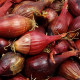BIO Cibuľa sadzačka Red Baron - Allium cepa - predaj bio semien - 50 ks