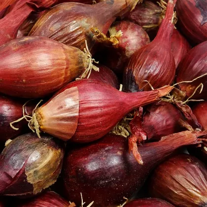 BIO Cibuľa sadzačka Red Baron - Allium cepa - predaj bio semien - 50 ks