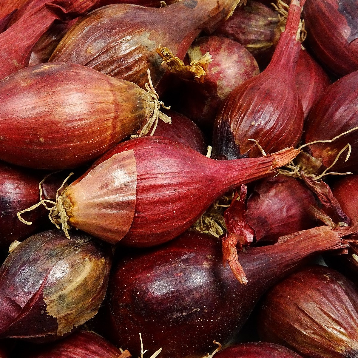 BIO Cibuľa sadzačka Red Baron - Allium cepa - predaj bio semien - 50 ks