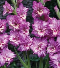 Gladiola Tango - Gladiolus tango - predaj cibuľovín - 3 ks