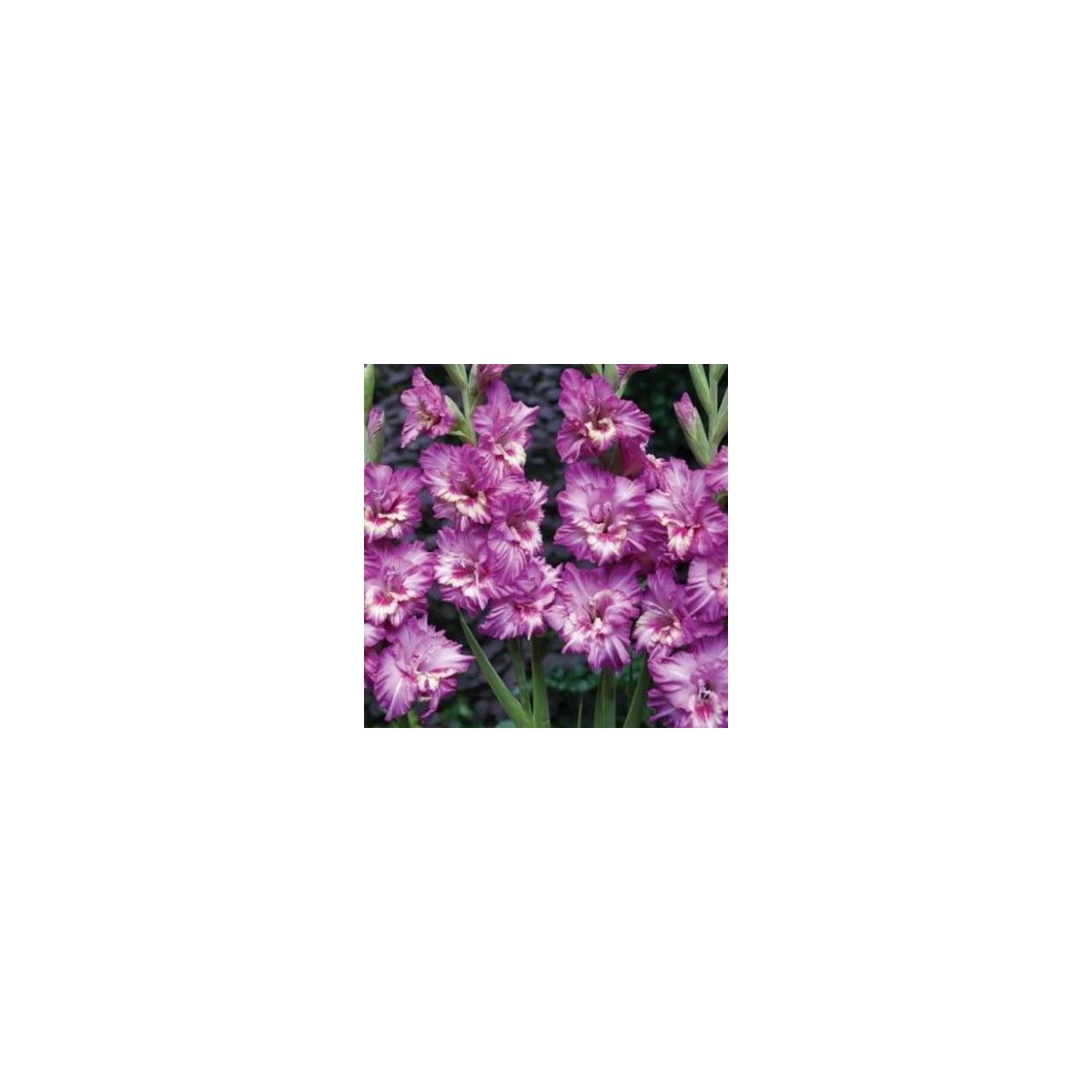 Gladiola Tango - Gladiolus tango - predaj cibuľovín - 3 ks