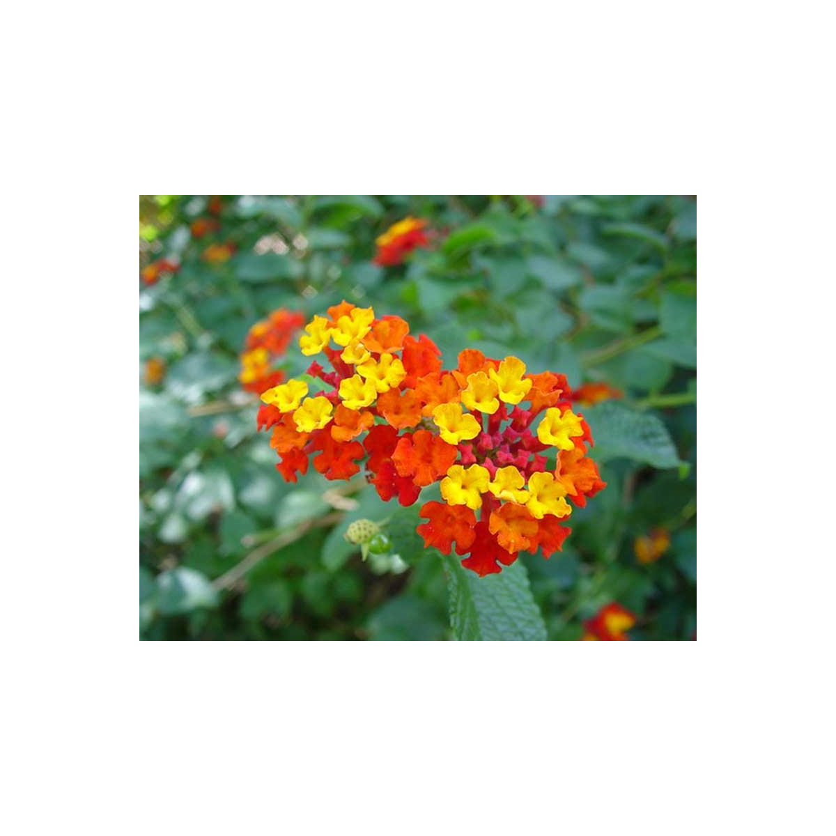 Lantana menlivá - Lantana camara - semiačka - 10 ks