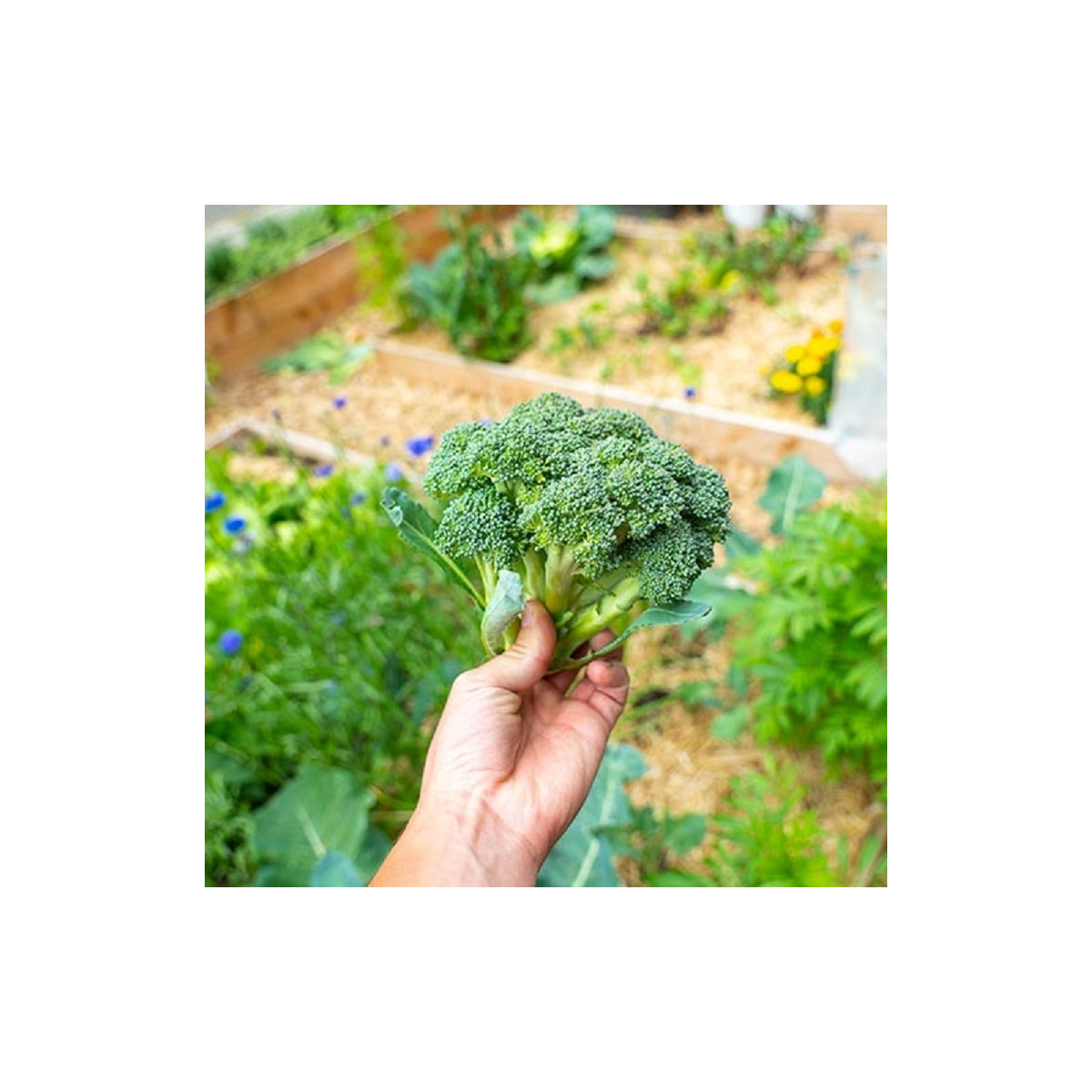 BIO Brokolica Calabrese Natalino - Brassica oleracea L. - predaj bio semien - 30 ks