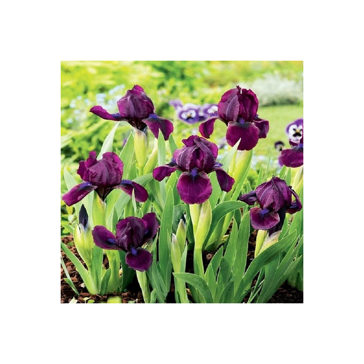 Kosatec nízky Cherry Garden - Iris pumila - predaj hľúz - 1 ks