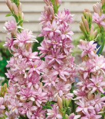 Tuberóza plnokvetá Pink Sapphire - Polianthes tuberosa - predaj cibuľovín - 1 ks