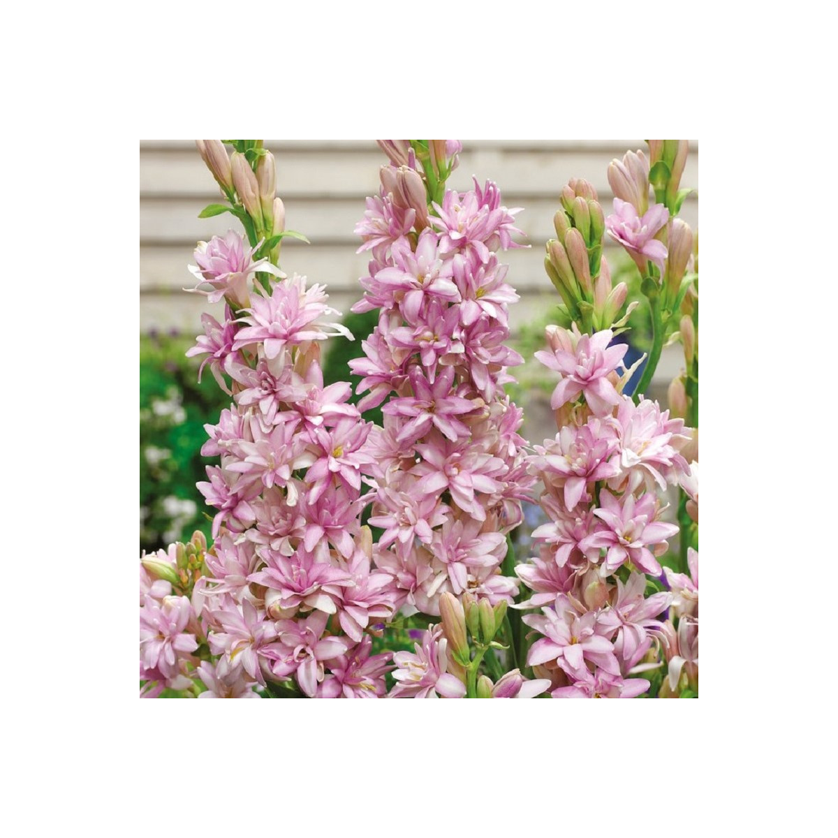 Tuberóza plnokvetá Pink Sapphire - Polianthes tuberosa - predaj cibuľovín - 1 ks