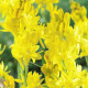 Tuberóza Super Gold - Polianthes tuberosa - predaj cibuľovín - 1 ks