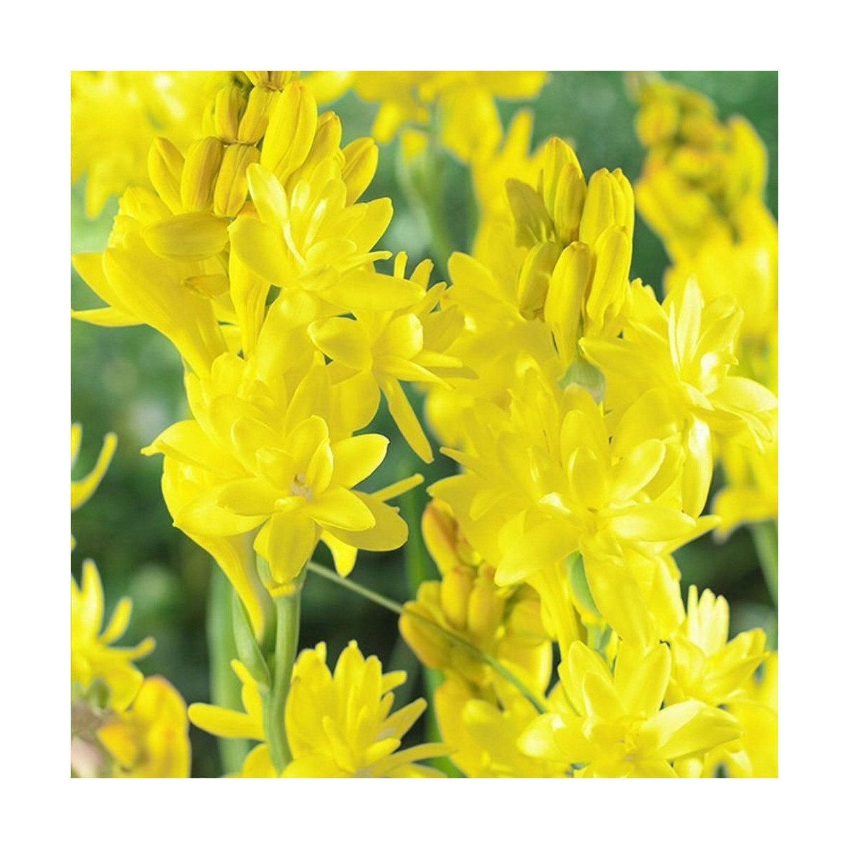Tuberóza Super Gold - Polianthes tuberosa - predaj cibuľovín - 1 ks