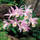 Plejonka - Pleione formosana - predaj cibuľovín - 1 ks