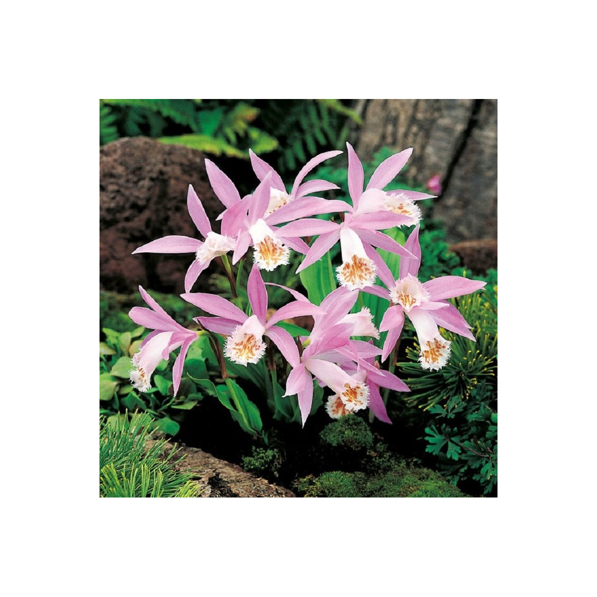 Plejonka - Pleione formosana - predaj cibuľovín - 1 ks