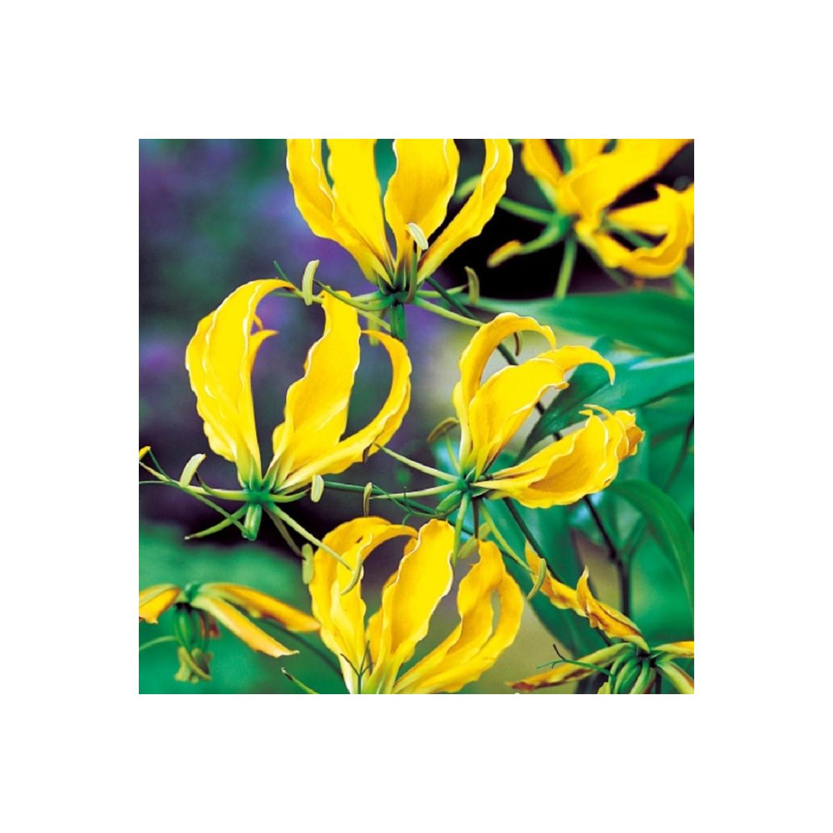 Glorióza Lutea - Gloriosa - predaj cibuľovín - 1 ks