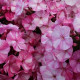 Plamienka Freckle Red Shades - Phlox - voľnokorenné sadenice plamienky - 1 ks