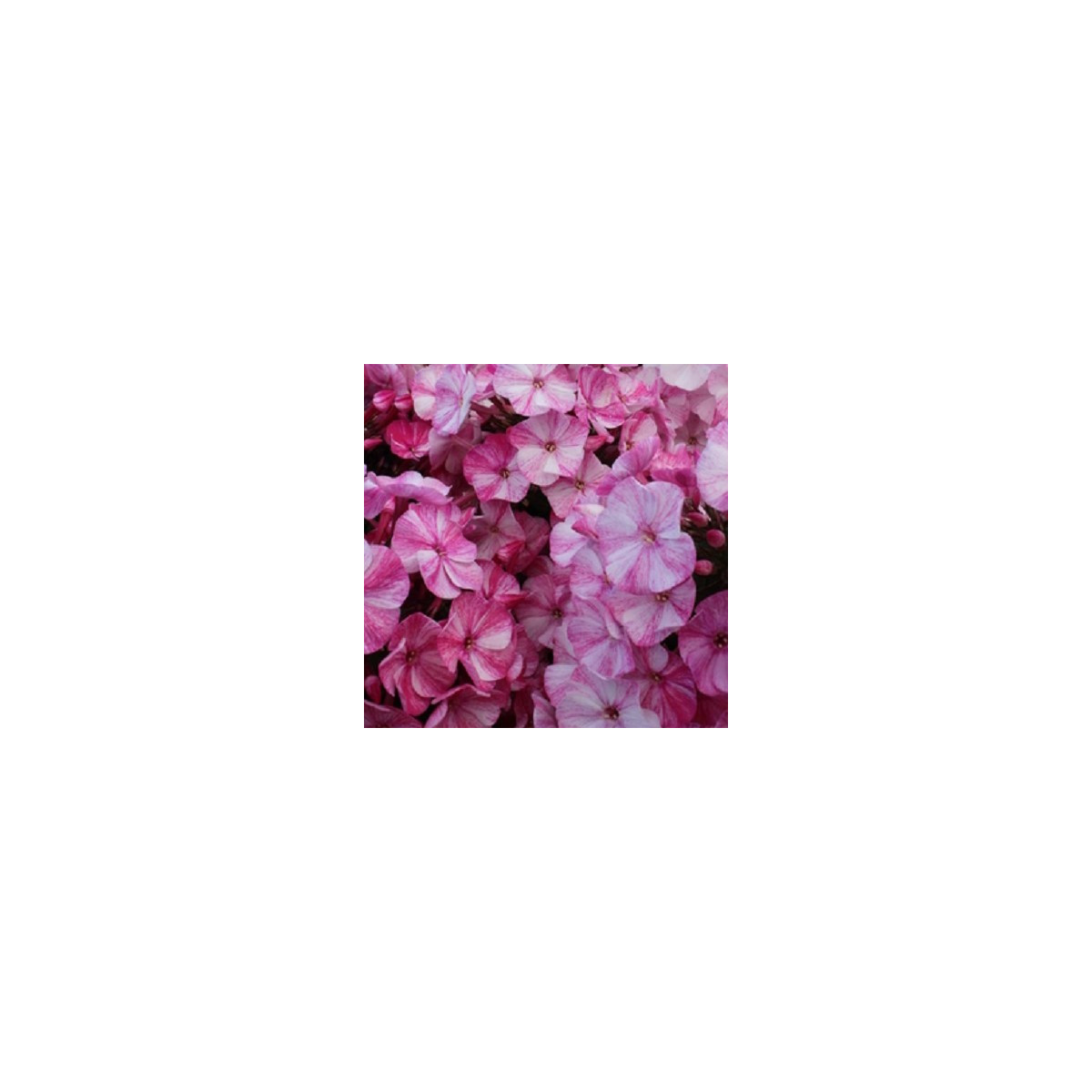 Plamienka Freckle Red Shades - Phlox - voľnokorenné sadenice plamienky - 1 ks