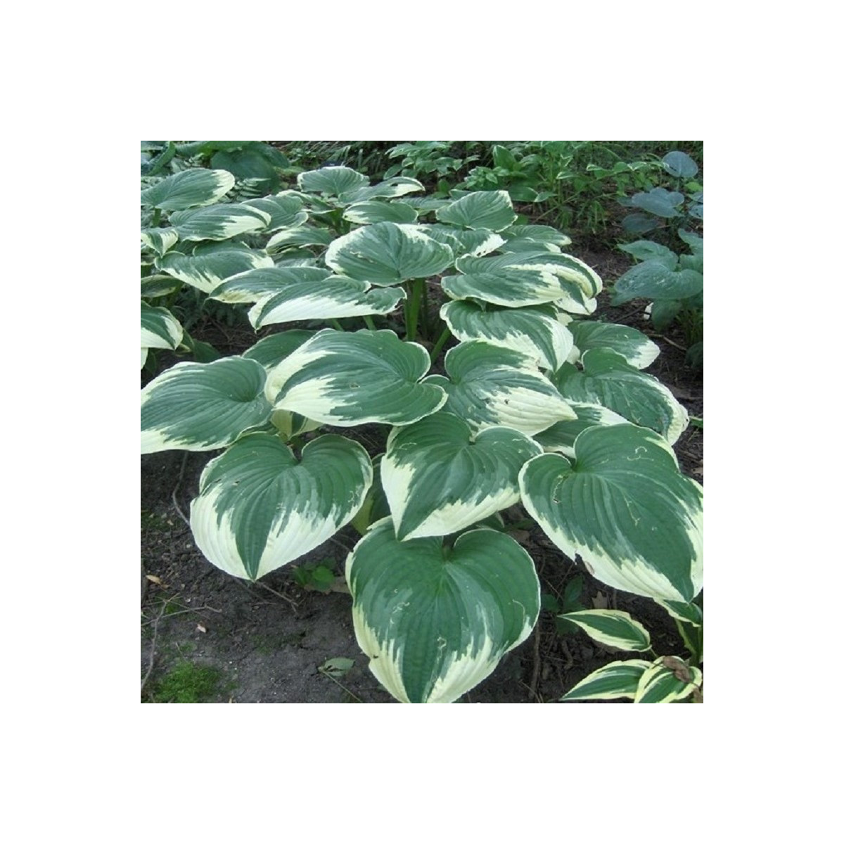 Funkia - Hosta Robert Frost - predaj cibuľovín - 1 ks