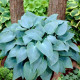 Funkia - Hosta Canadian Blue - predaj cibuľovín - 1 ks