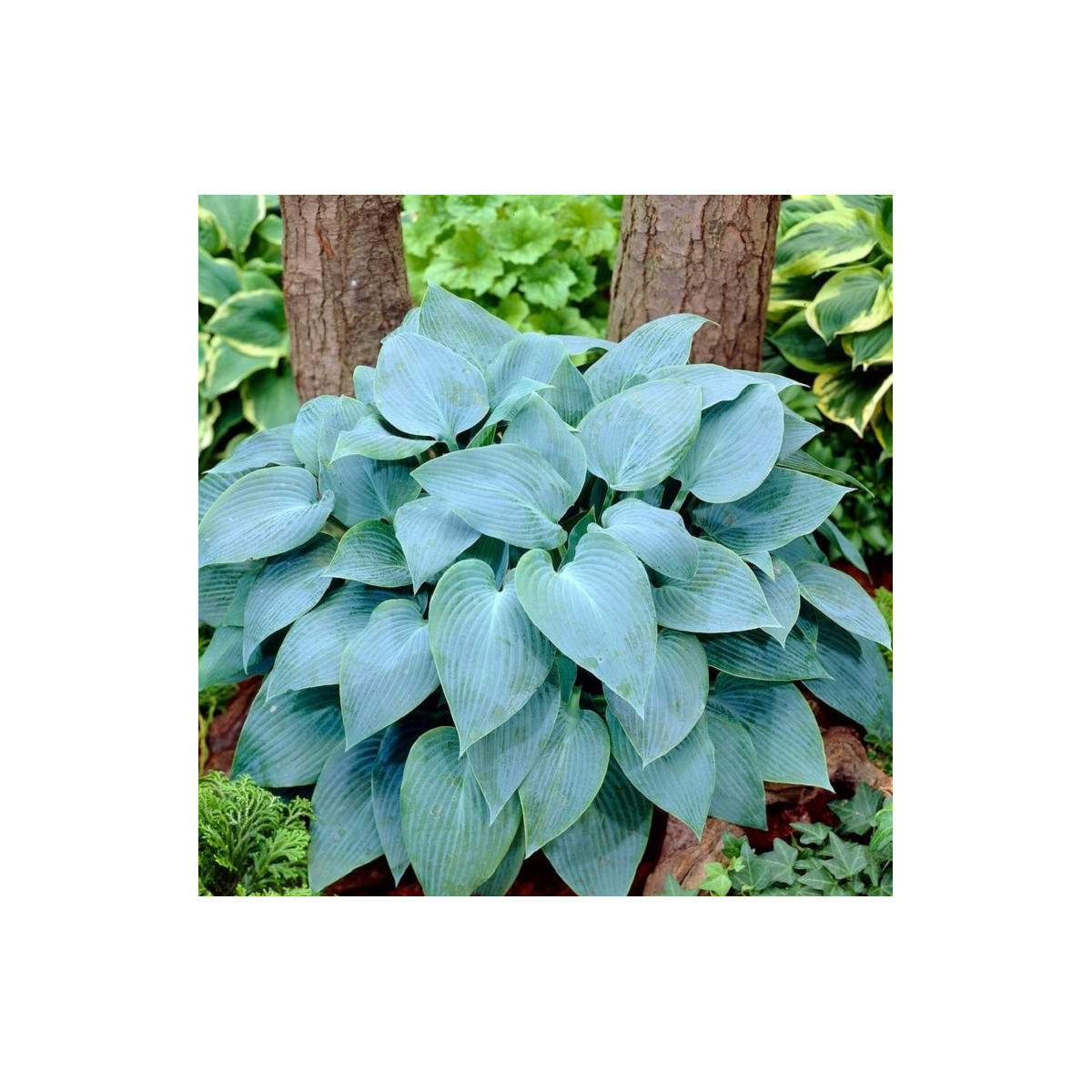 Funkia - Hosta Canadian Blue - predaj cibuľovín - 1 ks