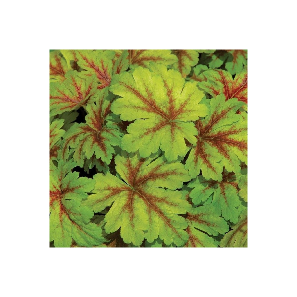Heuchera Dales Strain - Heuchera - voľnokorenné sadenice plamienky - 1 ks