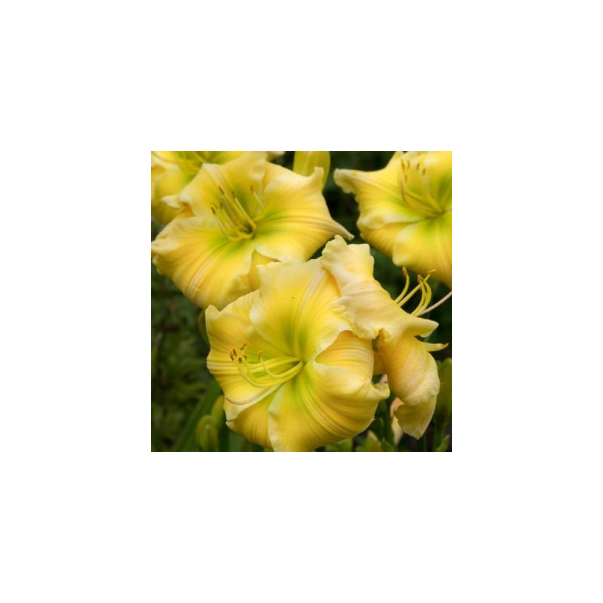 Ľaliovka Tequila and Lime - Hemerocallis - predaj cibuľovín - 1 ks