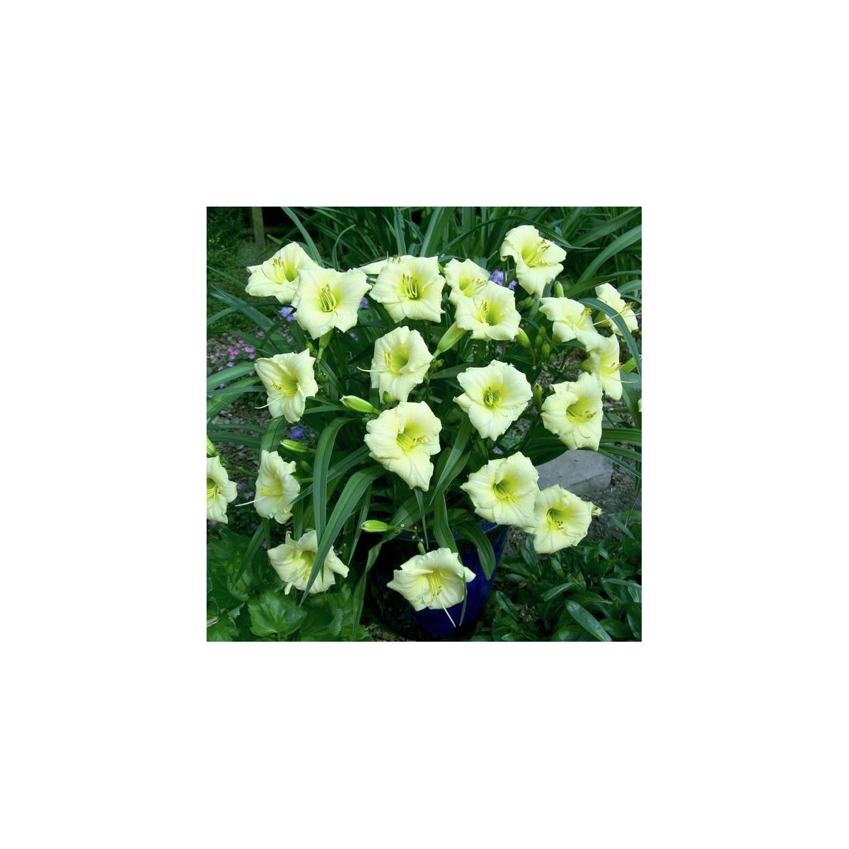 Ľaliovka Longsfield Pearl - Hemerocallis - predaj cibuľovín - 1 ks
