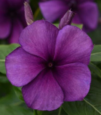 Farbienok Tatoo Blueberry - Catharanthus - predaj semien - 20 ks