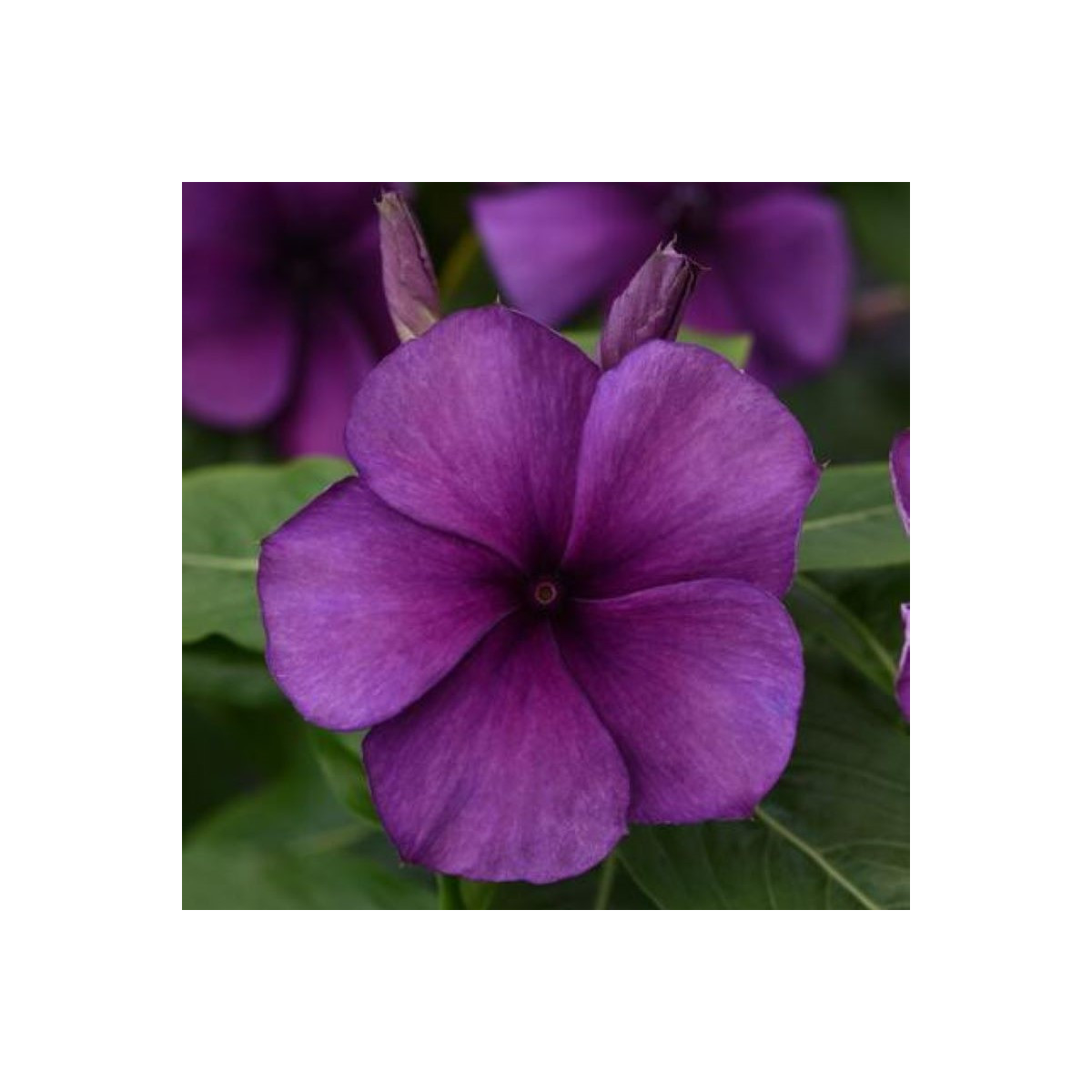 Farbienok Tatoo Blueberry - Catharanthus - predaj semien - 20 ks