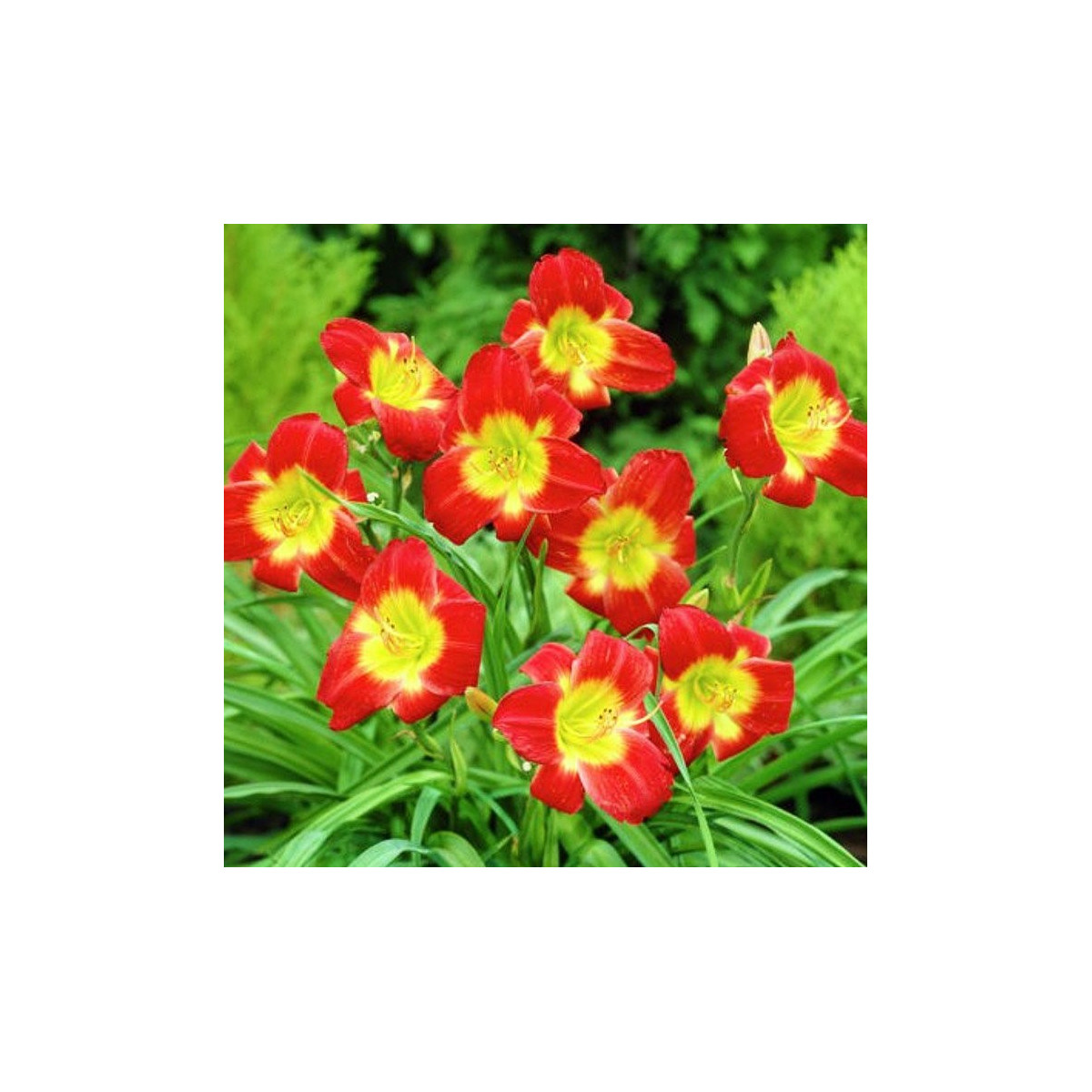 Ľaliovka Longsfield Red Baron - Hemerocallis - predaj cibuľovín - 1 ks