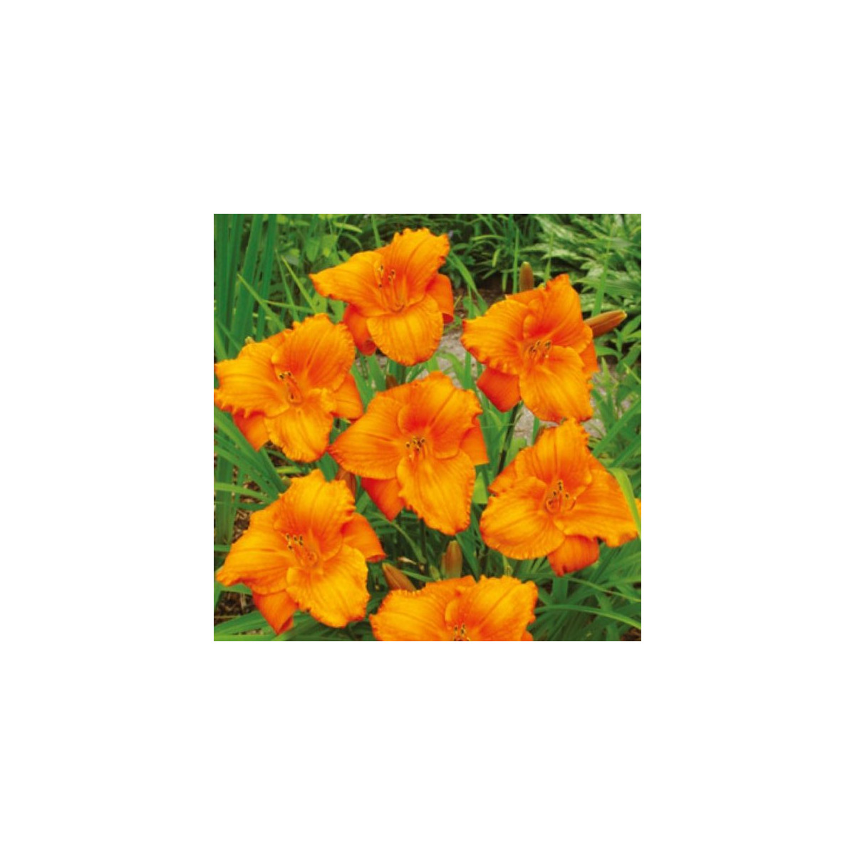 Ľaliovka Tiger Blood - Hemerocallis - predaj cibuľovín - 1 ks