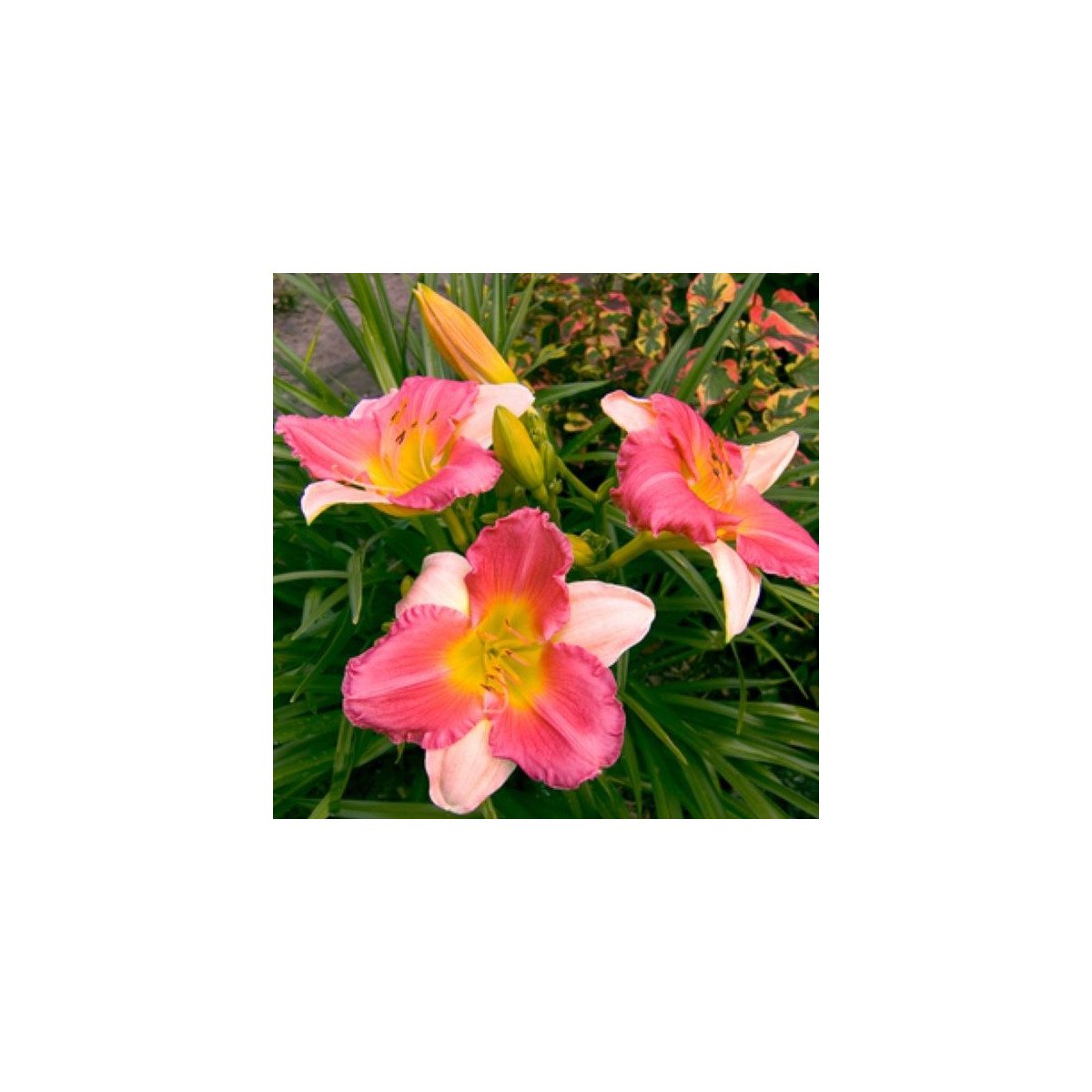 Ľaliovka Final Touch - Hemerocallis - predaj cibuľovín - 1 ks