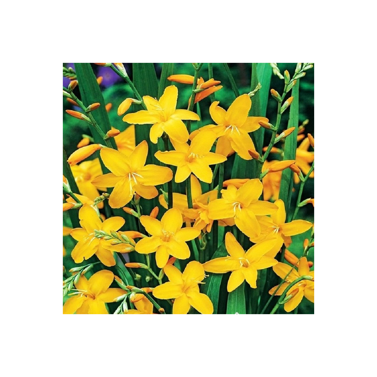 Montbrécia Sonate - Crocosmia - predaj cibuľovín - 4 ks