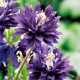 Orlíček plnokvetý modrý - Aquilegia - voľnokorenné sadenice orlíčka - 1 ks