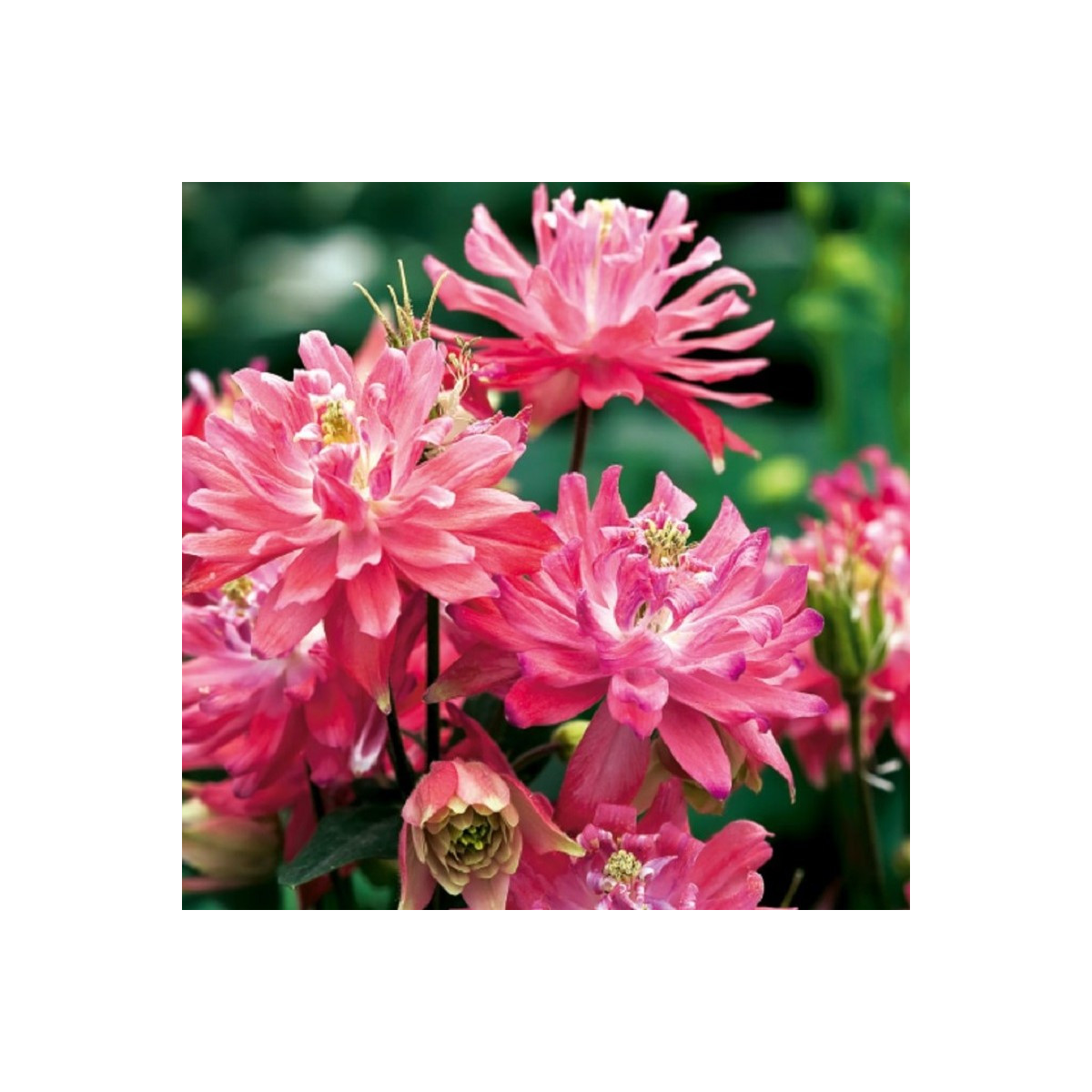 Orlíček plnokvetý ružový - Aquilegia - voľnokorenené sadenice orlíčka - 1 ks