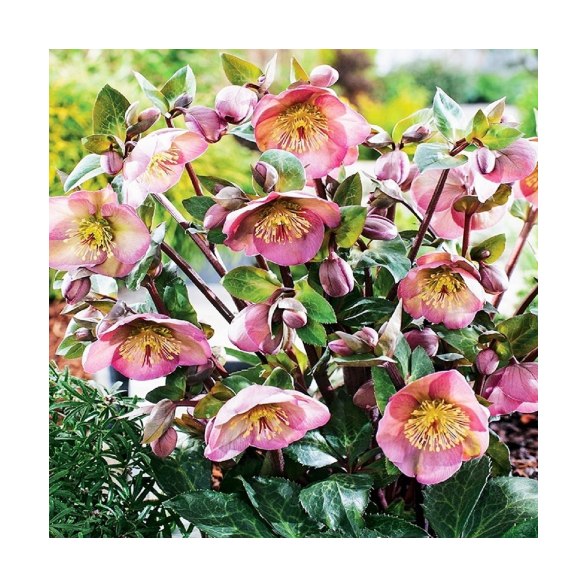 Čemerica Montsegur - Helleborus - voľnokorenenné sadenice čemeríc - 1 ks