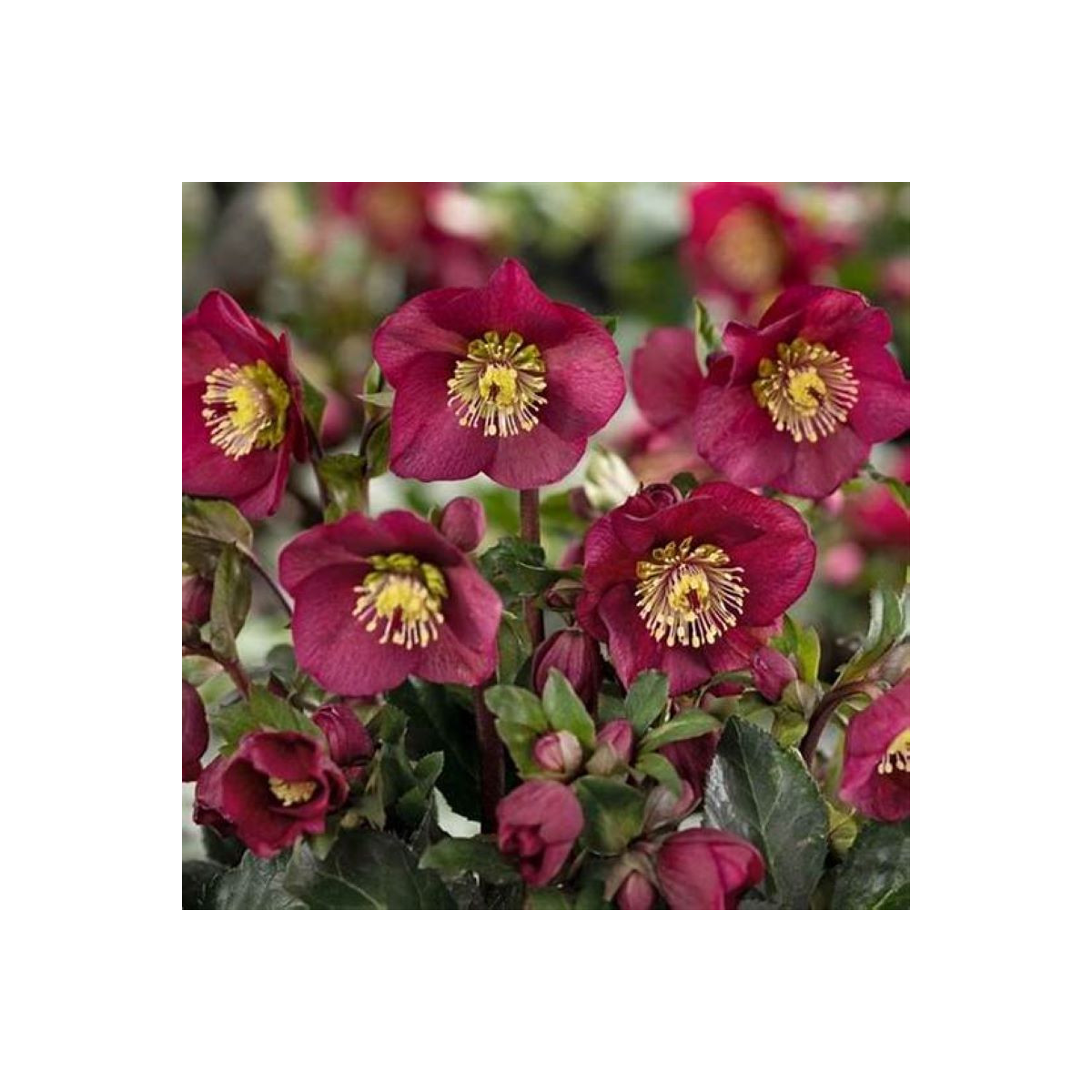 Čemerica purpurová - Helleborus purpurascens - voľnokorenné sadenice čemeríc - 1 ks