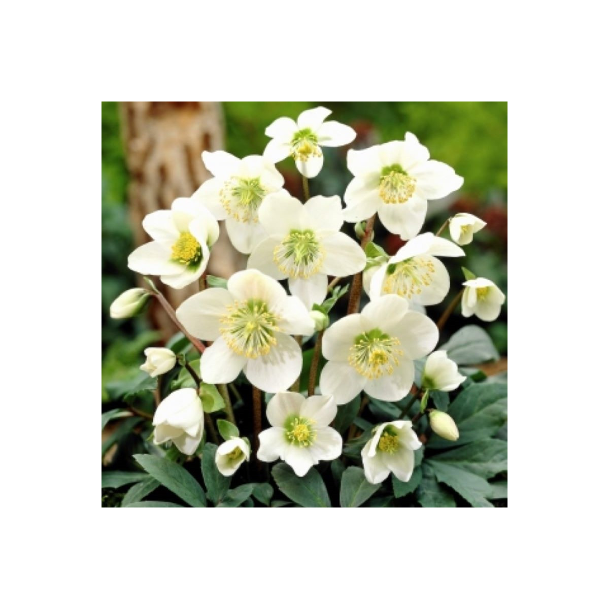 Čemerica biela - Helleborus niger - voľnokorenné sadenice čemeríc - 1 ks