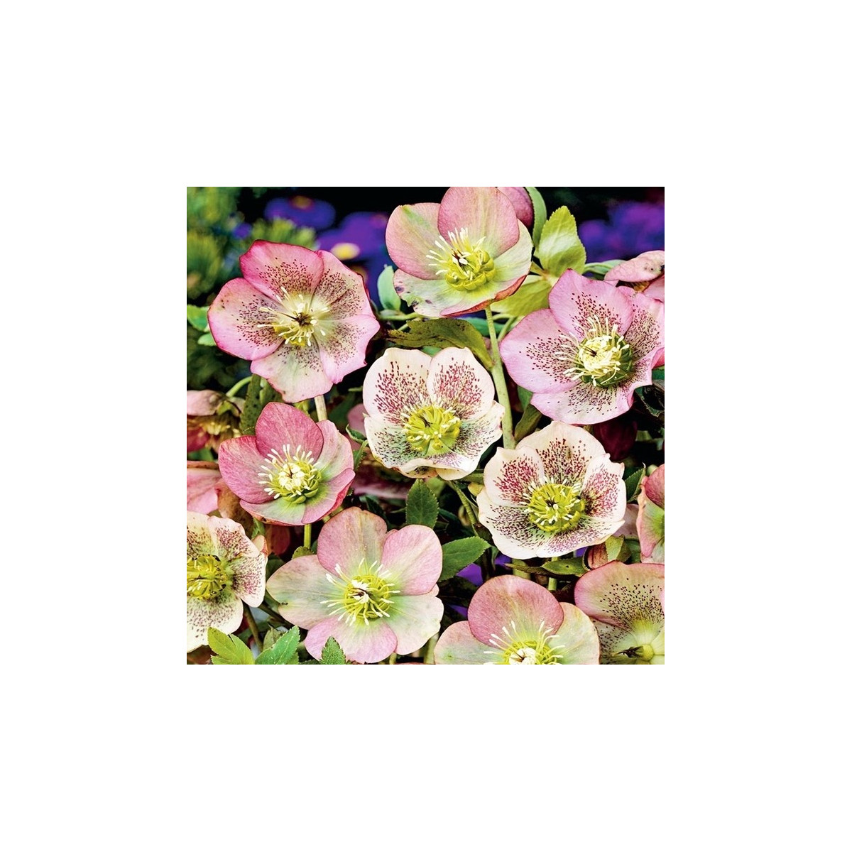 Čemerica východná - Helleborus orientalis - voľnokorenenné sadenice čemeríc - 1 ks