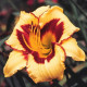 Ľaliovka Eye on America - Hemerocallis - predaj cibuľovín - 1 ks