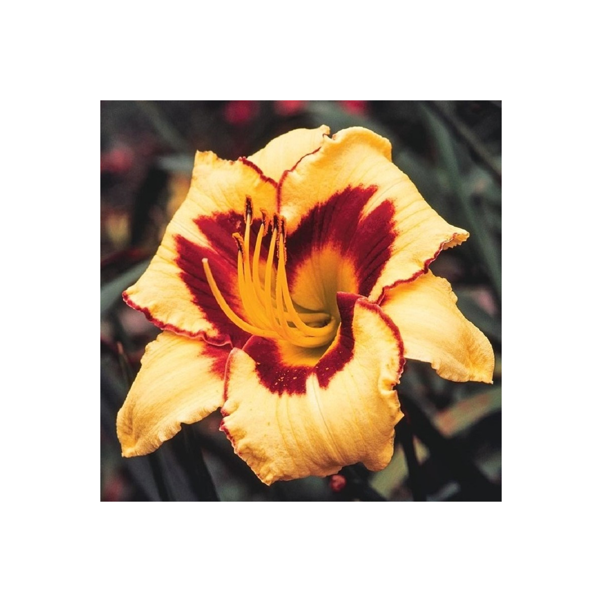 Ľaliovka Eye on America - Hemerocallis - predaj cibuľovín - 1 ks