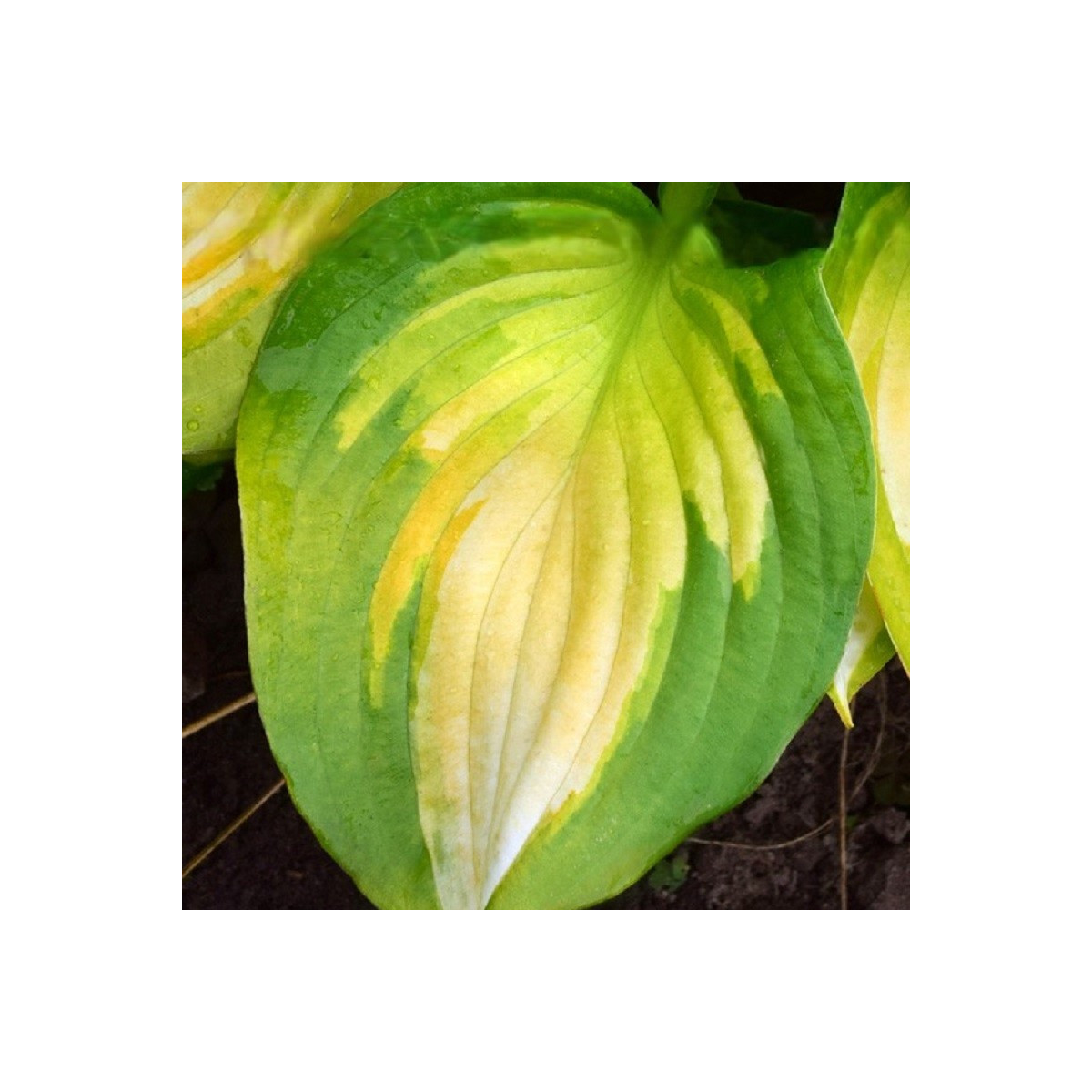 Funkia - Hosta Banana Bay - predaj cibuľovín - 1 ks