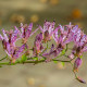 Ľaliovka srstnatá - Tricyrtis hirta - predaj jednoducho korenistých sadeníc - 1 ks