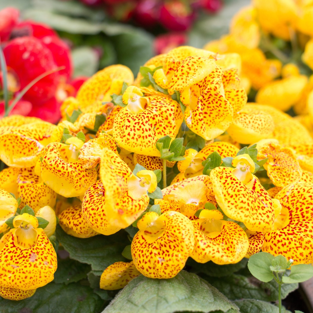 Papučka celolistá - Calceolaria Andina - semiačka - 5 ks