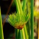 Šachor papyrusový - Cyperus papyrus - semiačka - 8 ks
