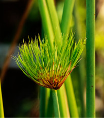 Šachor papyrusový - Cyperus papyrus - semiačka - 8 ks