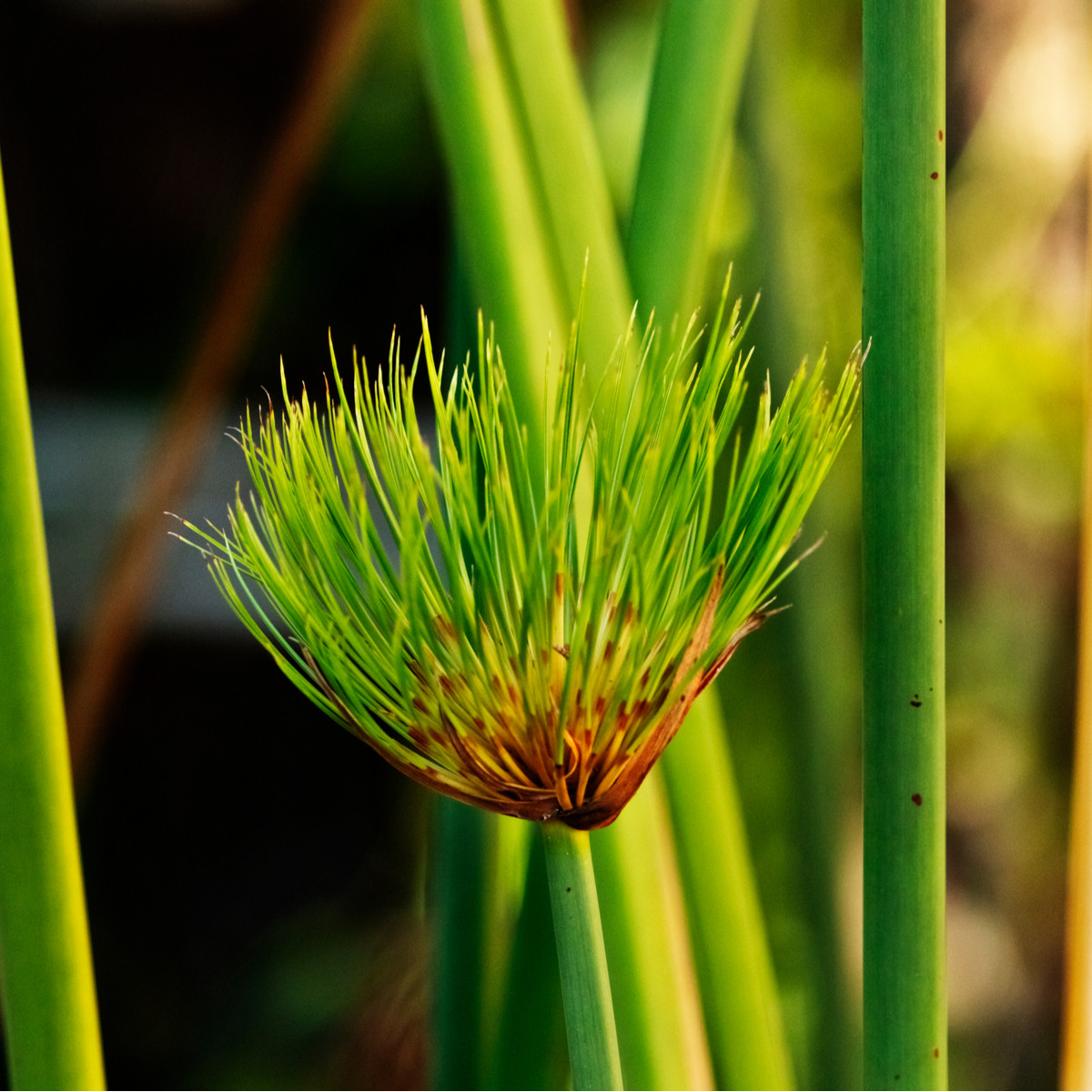 Šachor papyrusový - Cyperus papyrus - semiačka - 8 ks