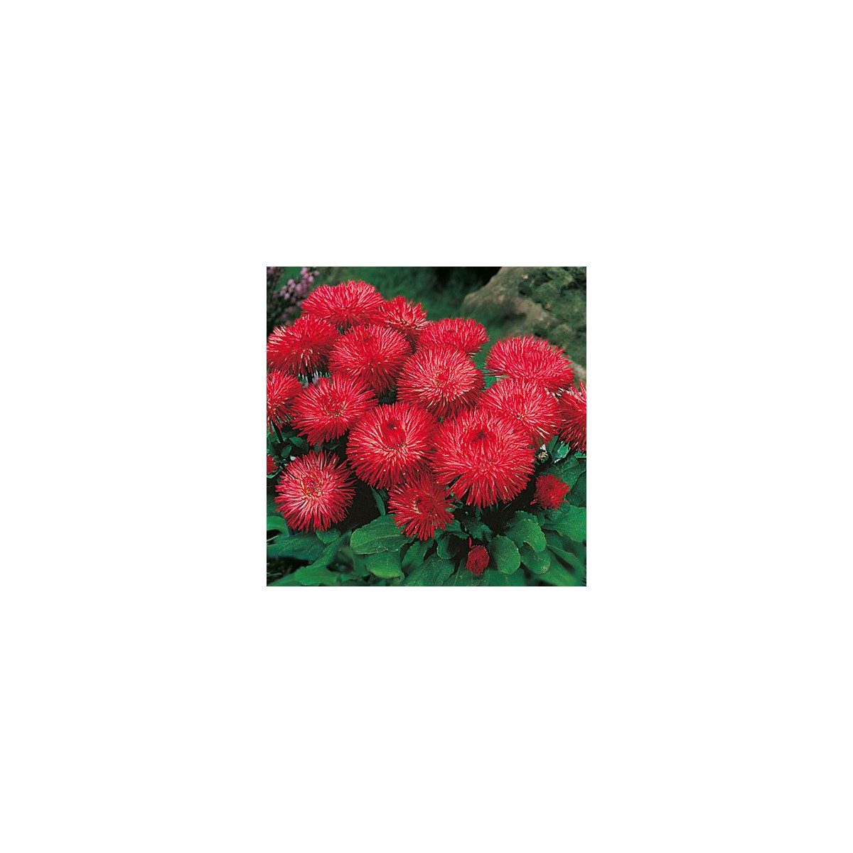 Sedmokráska obyčajná Habanera červená - Bellis perennis - predaj semien - 40 ks