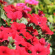 Petúnia Musica Red F1 - Petunia x grandiflora - predaj semien - 30 ks