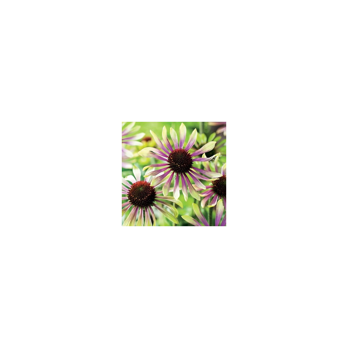 Echinacea Green Twister - Echinacea purpurea - voľnokorenné sadeničky echinacey- 1 ks