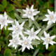 Plesnivec alpínsky - Leontopodium alpinum - semiačka - 15 ks